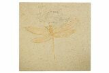 Huge Fossil Dragonfly (Cymatophlebia) - Solnhofen Limestone #263474-1
